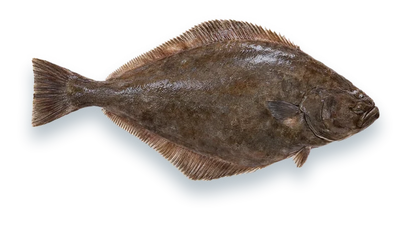 Studio photograph of an Atlantic Halibut (Hippoglossus hippoglossus), seen from above, on a white background
