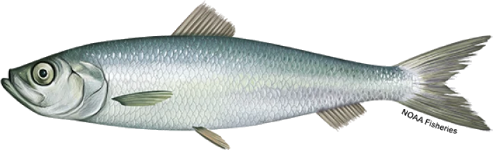 Atlantic Herring