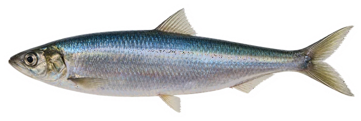 Studio photograph of an Atlantic Herring (Clupea harengus), side view, on a white background