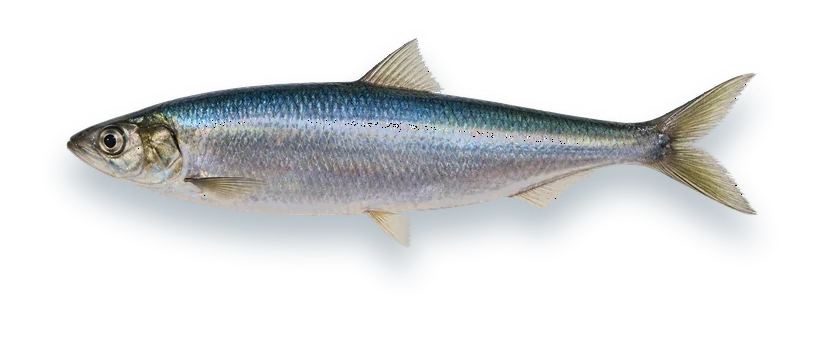 Studio photograph of an Atlantic Herring (Clupea harengus), side view, on a white background