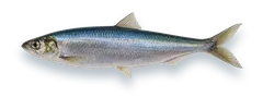 Studio photograph of an Atlantic Herring (Clupea harengus), side view, on a white background