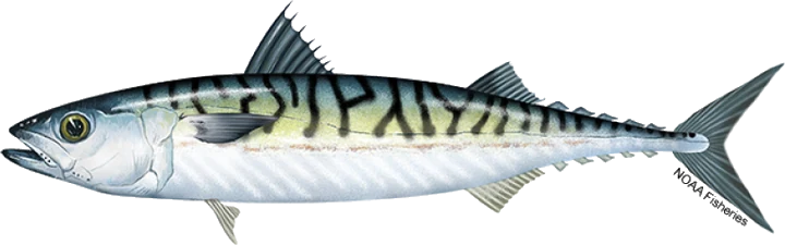 Atlantic Mackerel