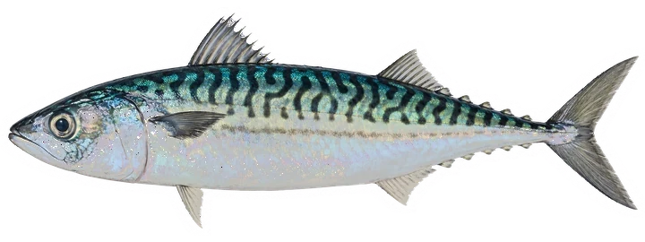 Studio photograph of an Atlantic Mackerel (Scomber scombrus), side view, on a white background