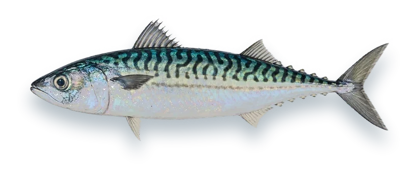 Studio photograph of an Atlantic Mackerel (Scomber scombrus), side view, on a white background