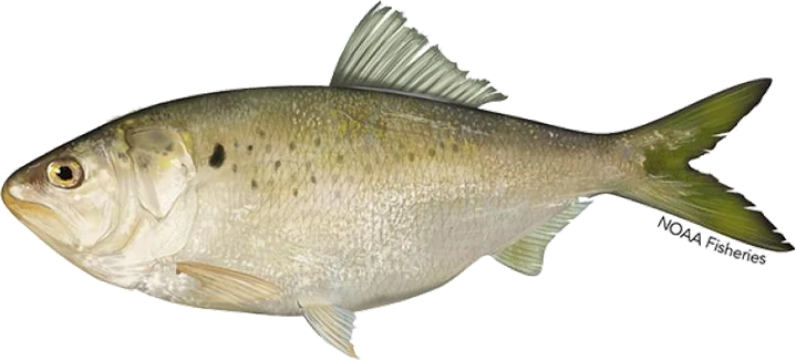 Atlantic Menhaden