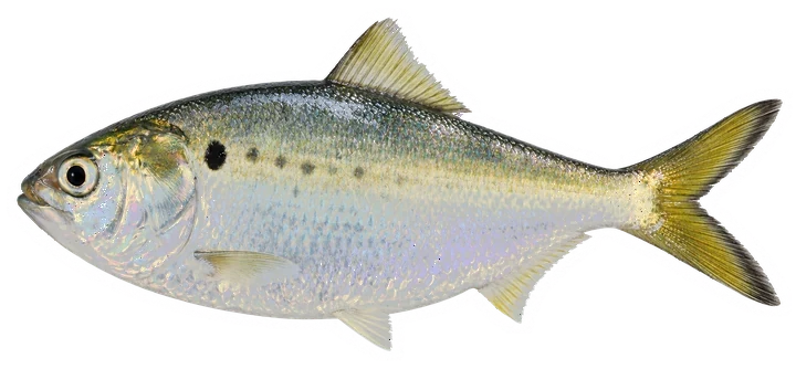 Studio photograph of an Atlantic Menhaden (Brevoortia tyrannus), side view, on a white background