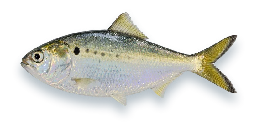Studio photograph of an Atlantic Menhaden (Brevoortia tyrannus), side view, on a white background