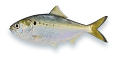 Studio photograph of an Atlantic Menhaden (Brevoortia tyrannus), side view, on a white background
