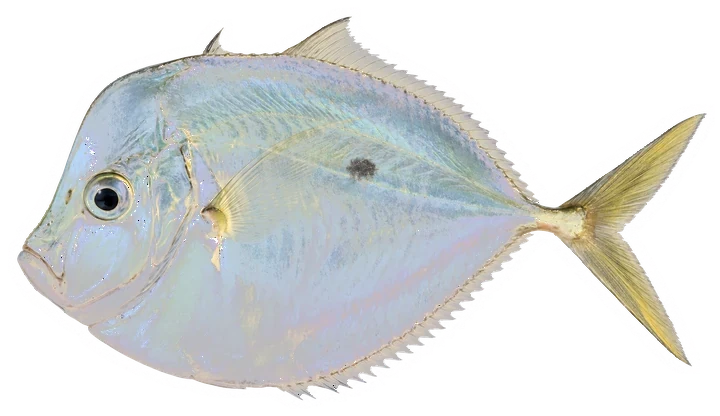 Studio photograph of an Atlantic Moonfish (Selene setapinnis), side view, on a white background