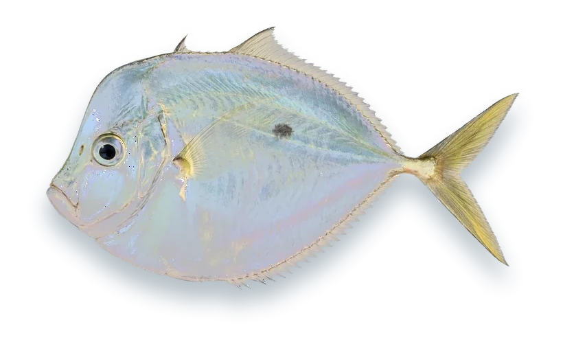 Studio photograph of an Atlantic Moonfish (Selene setapinnis), side view, on a white background