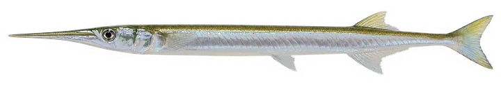 Studio photograph of an Atlantic Needlefish (Strongylura marina), side view, on a white background