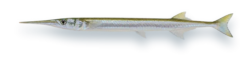 Studio photograph of an Atlantic Needlefish (Strongylura marina), side view, on a white background