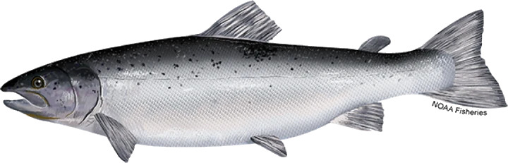 Atlantic Salmon
