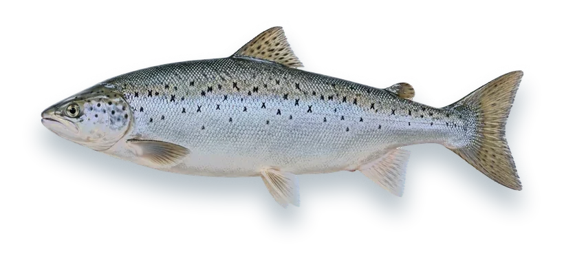 Studio photograph of an Atlantic Salmon (Salmo salar), side view, on a white background