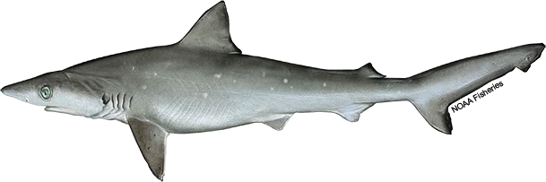 Atlantic Sharpnose Shark