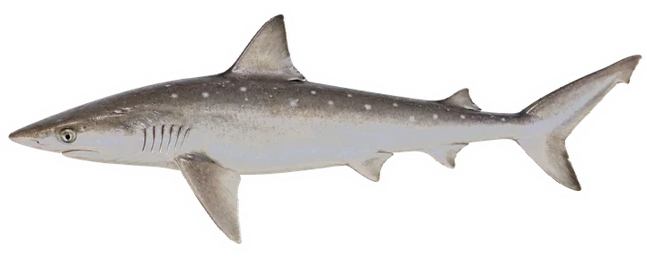 Studio photograph of an Atlantic Sharpnose Shark (Rhizoprionodon terraenovae), side view, on a white background