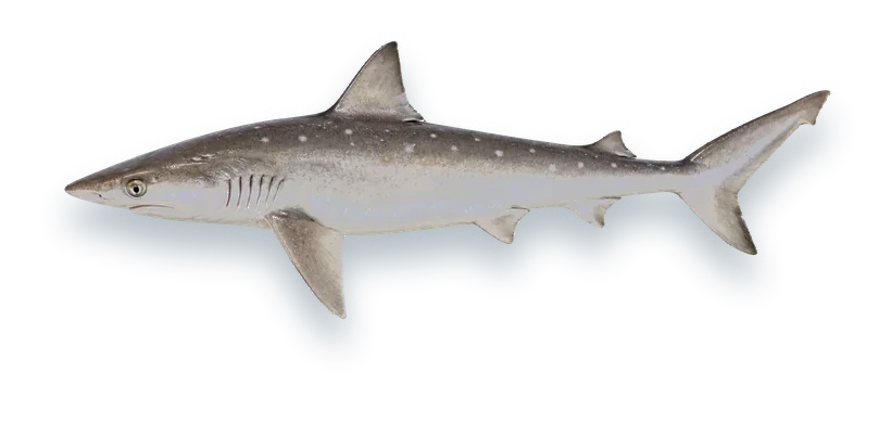 Studio photograph of an Atlantic Sharpnose Shark (Rhizoprionodon terraenovae), side view, on a white background