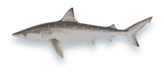 Studio photograph of an Atlantic Sharpnose Shark (Rhizoprionodon terraenovae), side view, on a white background