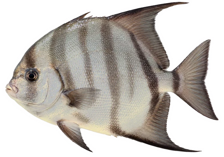 Studio photograph of an Atlantic Spadefish (Chaetodipterus faber), side view, on a white background