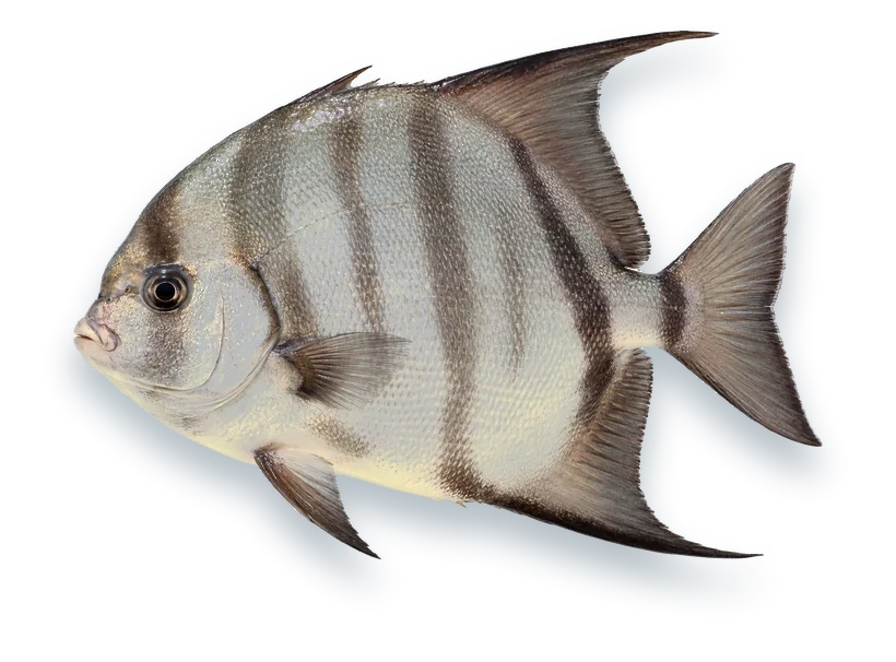 Studio photograph of an Atlantic Spadefish (Chaetodipterus faber), side view, on a white background