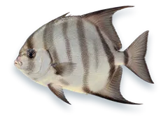 Studio photograph of an Atlantic Spadefish (Chaetodipterus faber), side view, on a white background