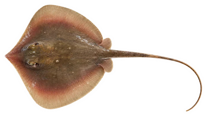 Studio photograph of an Atlantic Stingray (Hypanus sabinus), seen from above, on a white background