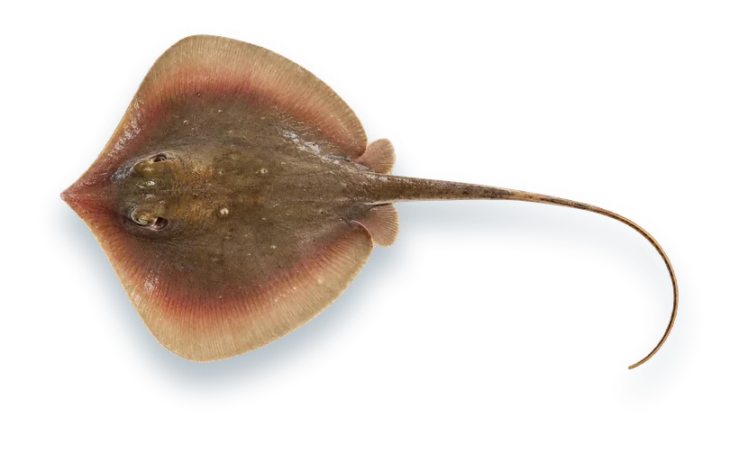 Studio photograph of an Atlantic Stingray (Hypanus sabinus), seen from above, on a white background