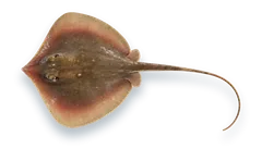 Studio photograph of an Atlantic Stingray (Hypanus sabinus), seen from above, on a white background