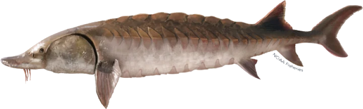 Atlantic Sturgeon