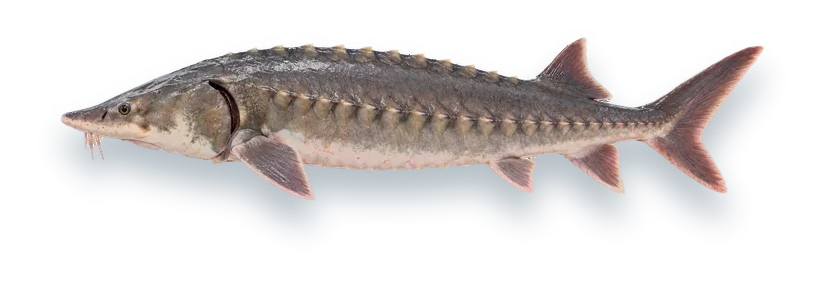 Studio photograph of an Atlantic Sturgeon (Acipenser oxyrinchus), side view, on a white background