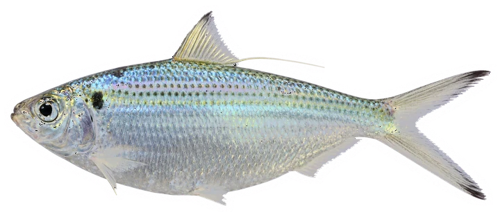 Studio photograph of an Atlantic Thread Herring (Opisthonema oglinum), side view, on a white background