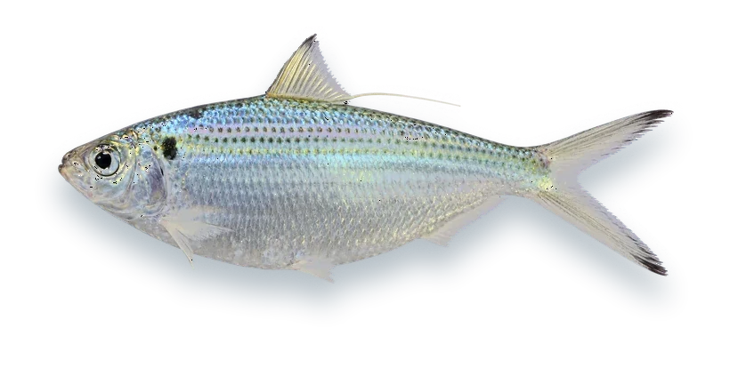 Studio photograph of an Atlantic Thread Herring (Opisthonema oglinum), side view, on a white background