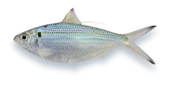 Studio photograph of an Atlantic Thread Herring (Opisthonema oglinum), side view, on a white background