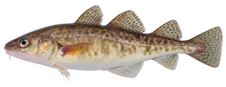 Studio photograph of an Atlantic Tomcod (Microgadus tomcod), side view, on a white background