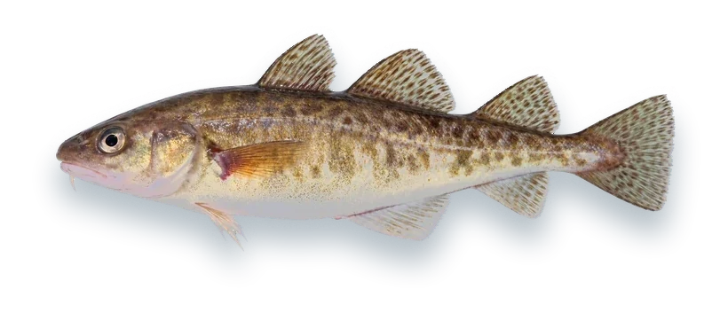 Studio photograph of an Atlantic Tomcod (Microgadus tomcod), side view, on a white background