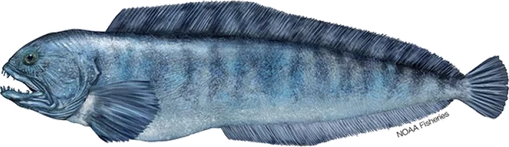 Atlantic Wolffish