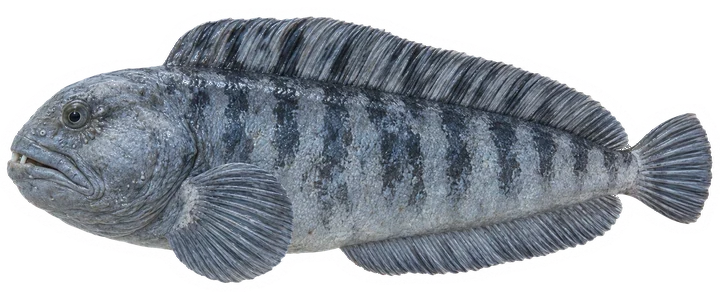 Studio photograph of an Atlantic Wolffish (Anarhichas lupus), side view, on a white background