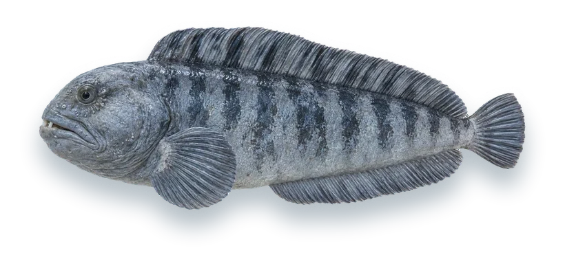 Studio photograph of an Atlantic Wolffish (Anarhichas lupus), side view, on a white background