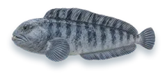 Studio photograph of an Atlantic Wolffish (Anarhichas lupus), side view, on a white background