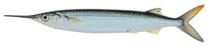 Studio photograph of a Ballyhoo (Hemiramphus brasiliensis), side view, on a white background