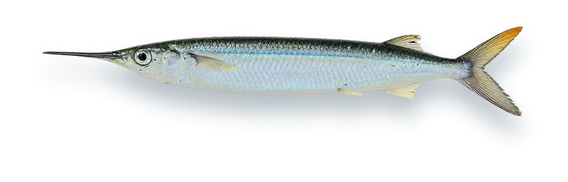 Studio photograph of a Ballyhoo (Hemiramphus brasiliensis), side view, on a white background
