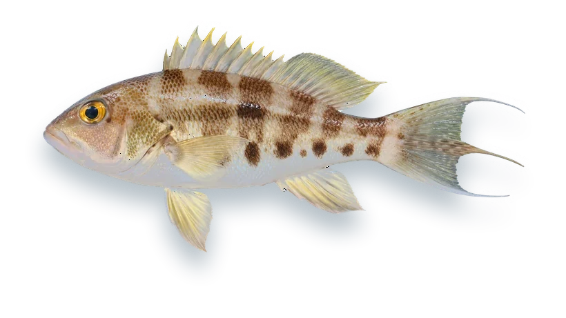Studio photograph of a Bank Sea Bass (Centropristis ocyurus), side view, on a white background