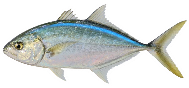 Studio photograph of a Bar Jack (Caranx ruber), side view, on a white background