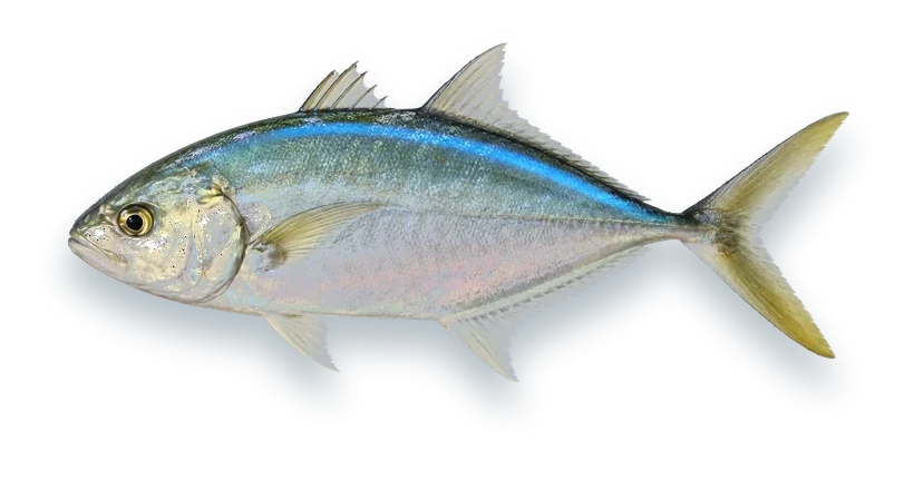 Studio photograph of a Bar Jack (Caranx ruber), side view, on a white background