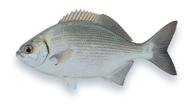 Studio photograph of a Bermuda Chub (Kyphosus sectatrix), side view, on a white background
