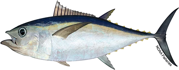 Bigeye Tuna
