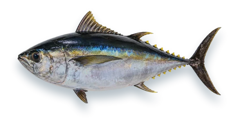 Studio photograph of a Bigeye Tuna (Thunnus obesus), side view, on a white background