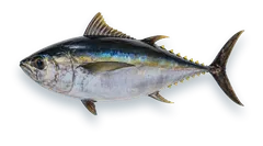 Studio photograph of a Bigeye Tuna (Thunnus obesus), side view, on a white background