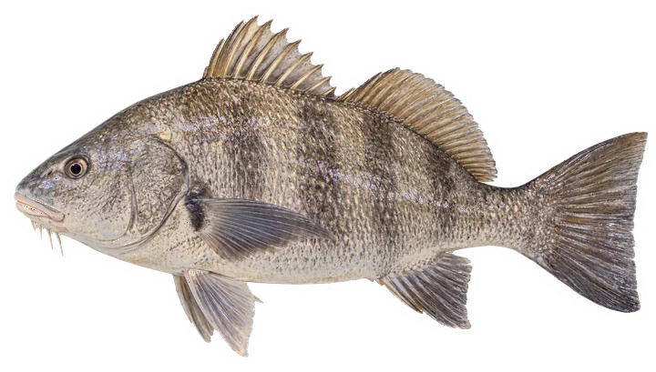 Studio photograph of a Black Drum (Pogonias cromis), side view, on a white background