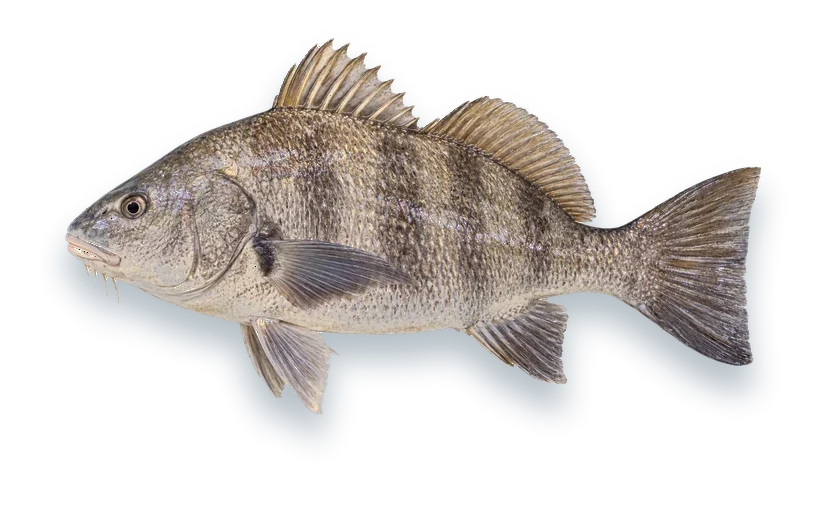 Studio photograph of a Black Drum (Pogonias cromis), side view, on a white background